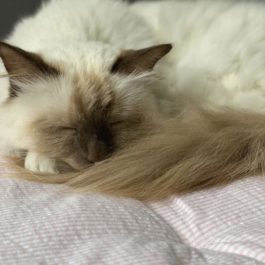 Lifestyle Image: OTT Rose and Cat